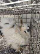 Paint Silkie Rooster
