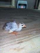 4 Royal Purple Guinea Keets - 1 Wk Old