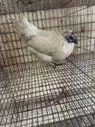Silkie x Polish Hen - 1 Yr Old
