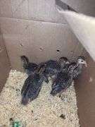 5 Guinea Keets