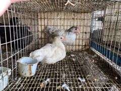 2 Light Brahma Mix Pullets - 7 Wks Old