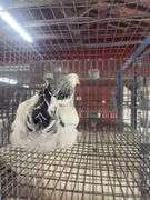 Light Brahma Chicken