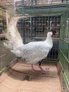 Male Silver Pheasant w/ Cage