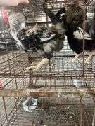 2 Ameraucana Cross Roosters