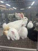 New Zealand Doe w/ 6 Bunnies - Selling As A Family