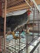 Barred Rock Rooster