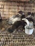 3 Muscovy Ducklings