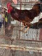 Rhode Island Red Rooster - Mean
