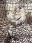 Lavender Frizzle Silkie Laying Hen - 1 Yr Old