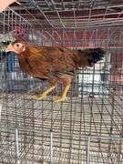 Young Red Hen