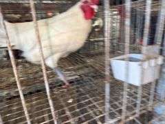 American Breese Rooster