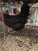 American Mix Hen - 1 Yr Old