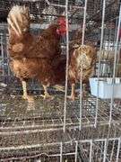 3 Red Laying Hens