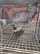 Barnyard Rooster