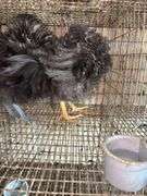 2 Mini Frizzle Pullets