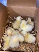 10 Cornish Cross Chicks