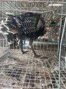 Narraganset Tom Turkey