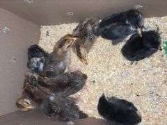 10 Oliver Egger & Wyandotte Pullets