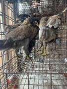 4 Ameraucana Pullets
