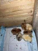 6 Easter Egger Chicks