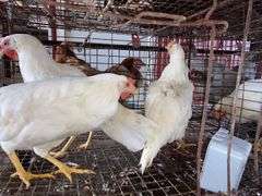 3 Leghorn Pullets