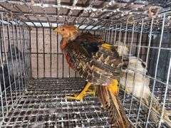Male Red Golden Pheasant