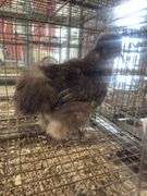 Chocolate Silkie Rooster