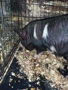 Black Gilt Kune Kune Pig - 9 Wks Old - Hand Fed