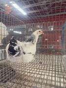 Light Brahma Chicken