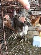 Trio Easter Eggers