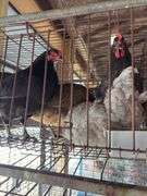 4 Easter Egger Australorp Hens - 2.5yrs Old