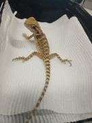 Baby Bearded Dragon w/ Eye Issue - Eating Crickets & Dubia Roaches
