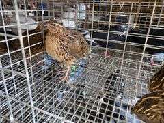 3 Jumbo Wilds Quail - 8wks Old