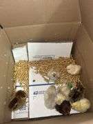 8 Mixed Chicks - Silkies & Mottled Cochin Banties
