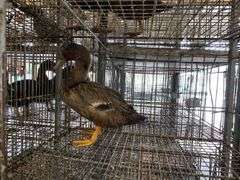 Welsh Harlequin Hen Duck