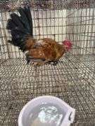 Millie Fleur Rooster