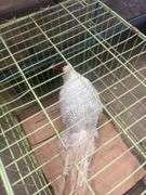 Male Silver Pheasant w/ Cage