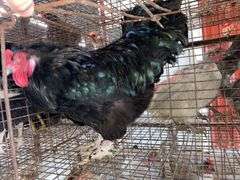Maran Cross Rooster