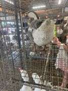 Gander Chinese Goose