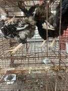2 Ameraucana Cross Roosters