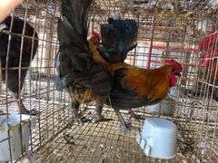 2 Banty Roosters
