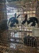 2 Rabbits