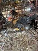 2 Young Barnyard Mix Chickens