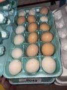 1.5 Doz Small Eating Eggs - Unwashed