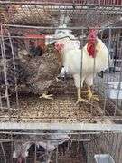 3 Cream Legbar Hens & 1 White Legbar Rooster