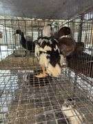 2 Silver Appleyard Hen Ducks