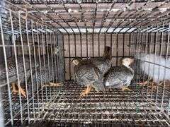 4 Guinea Keets - French Pearl & Pied