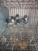 4 Midnight Majestic Maran Pullets