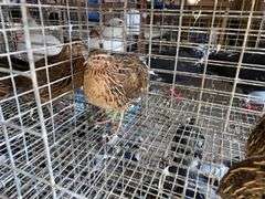3 Jumbo Wilds Quail - 8wks Old