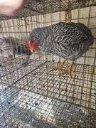 Barred Rock Rooster